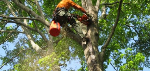 Scenic Solutions: Tree Service & Landscaping's Aesthetic Expertise