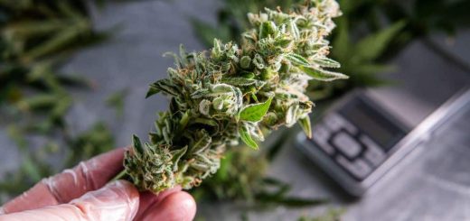 THCA Flower The Next Frontier in Cannabis Wellness